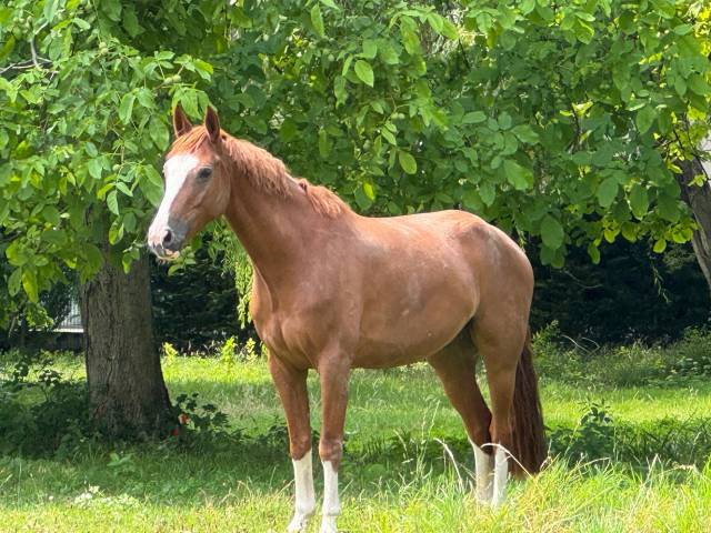 découvrez notre sélection de chevaux à vendre : trouvez le compagnon idéal, adapté à tous les niveaux, pour loisirs ou compétitions. chevaux fiables, déjà éduqués ou jeunes à former, à prix attractifs.