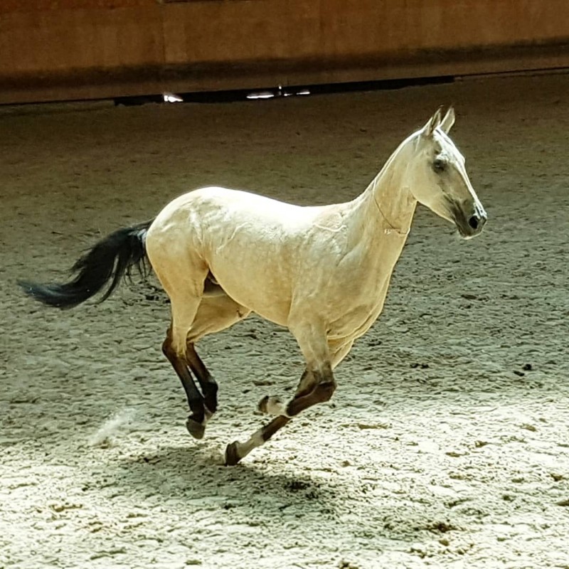 découvrez le cheval akhal-teke, une race légendaire reconnue pour sa beauté unique, sa brillance métallique et son endurance exceptionnelle. originaire du turkménistan, ce cheval fascinant séduit passionnés et éleveurs du monde entier.