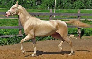découvrez le cheval akhal teke, une race rare et élégante venue du turkménistan, célèbre pour sa beauté unique, sa robe brillante et ses performances exceptionnelles en endurance.