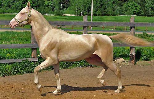 découvrez le cheval akhal teke, une race rare et élégante venue du turkménistan, célèbre pour sa beauté unique, sa robe brillante et ses performances exceptionnelles en endurance.