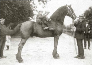 découvrez tout sur le cheval frison : histoire, caractéristiques, comportement et conseils d’élevage pour cette race élégante et majestueuse reconnue pour sa beauté et son tempérament.