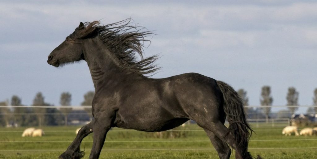 découvrez tout sur le cheval frison : histoire, caractéristiques, soins et conseils pour accueillir ce majestueux compagnon élégant et polyvalent.