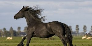 découvrez tout sur le cheval frison : histoire, caractéristiques, soins et conseils pour accueillir ce majestueux compagnon élégant et polyvalent.