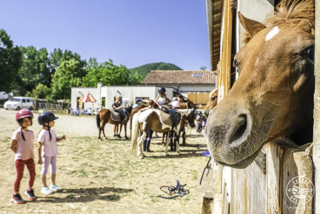 découvrez nos conseils pratiques pour réussir l'élevage de poneys : alimentation, soins, santé, éducation et bien-être pour éleveurs débutants et expérimentés.
