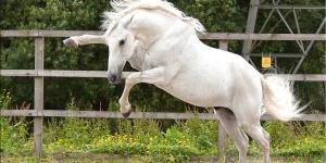 découvrez le percheron, un cheval de trait français reconnu pour sa puissance, sa robustesse et sa douceur. explorez ses principales caractéristiques physiques et les multiples usages de cette race emblématique dans l’agriculture, l’attelage et les loisirs.