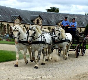 découvrez le cheval percheron : ses caractéristiques physiques, son tempérament et les principaux usages de cette race robuste et polyvalente, idéale pour le travail, l’attelage et les loisirs.