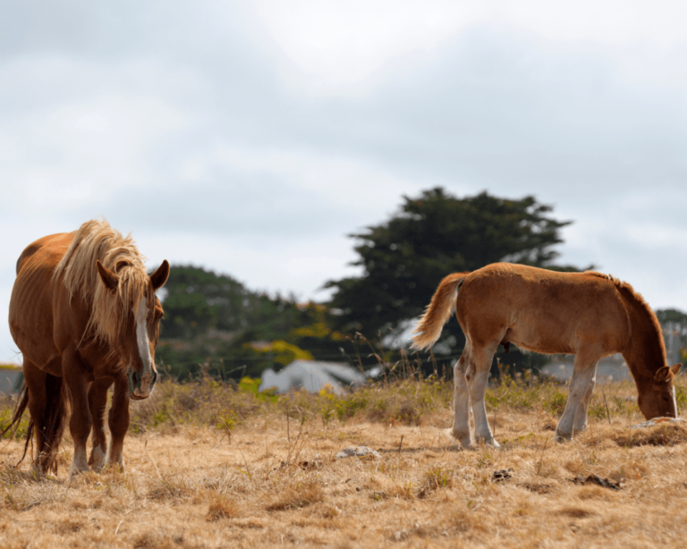 découvrez l'histoire fascinante du cheval breton, une race emblématique de bretagne, ainsi que ses multiples usages traditionnels et modernes.