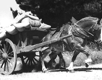 découvrez l'histoire fascinante du cheval breton et ses usages traditionnels, entre culture locale et élevage d'exception.
