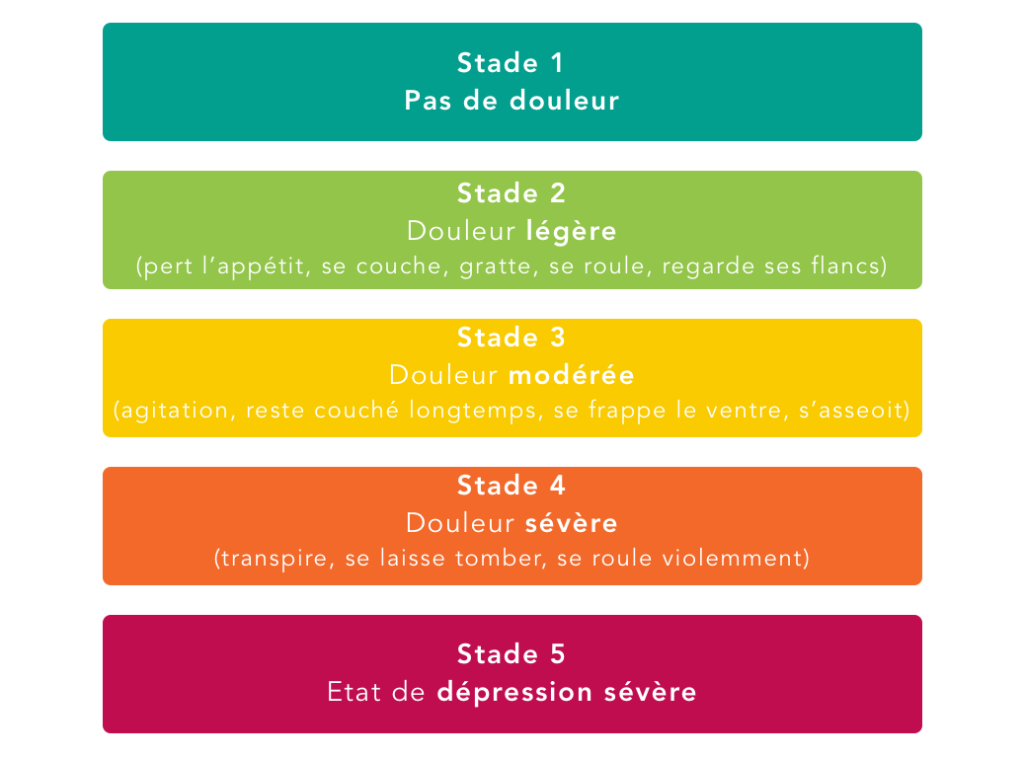 découvrez les causes, symptômes et premiers gestes à adopter face à une colique chez le cheval pour agir rapidement et préserver sa santé.