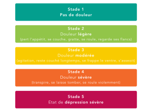 découvrez les causes, symptômes et premiers gestes à adopter face à une colique chez le cheval pour agir rapidement et préserver sa santé.