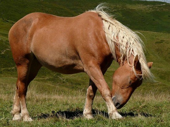 découvrez le cheval comtois : ses origines, ses caractéristiques distinctives et ses principaux usages dans l'agriculture et l'équitation.