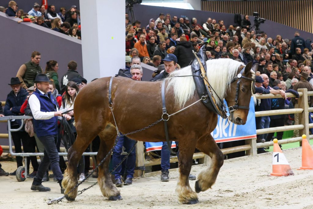découvrez le cheval comtois : ses origines, ses traits caractéristiques et ses multiples usages dans l'agriculture, le sport et les loisirs.