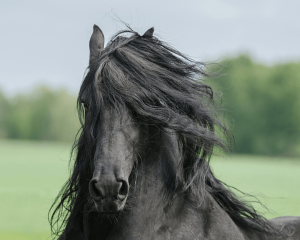 découvrez tout sur le cheval frison : histoire, caractéristiques, soins et conseils pour apprécier cette majestueuse race équine d'origine néerlandaise.
