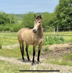 découvrez l'origine du cheval isabelle, ses caractéristiques uniques et les meilleures pratiques pour son élevage et son entretien.