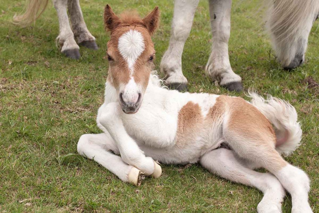 découvrez les origines du cheval miniature et les meilleures pratiques pour son élevage, afin de bien comprendre et prendre soin de cet animal exceptionnel.
