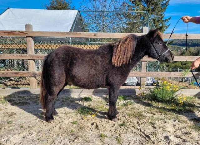 découvrez les origines fascinantes du cheval miniature et les meilleures pratiques pour son élevage. guide complet pour passionnés et éleveurs.