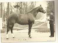 découvrez les origines et les qualités du cheval selle français, une race emblématique reconnue pour sa polyvalence et ses performances en compétition équestre.