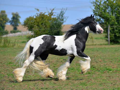 découvrez le cheval shire : son origine, ses caractéristiques distinctives et ses utilisations variées dans le monde équestre.