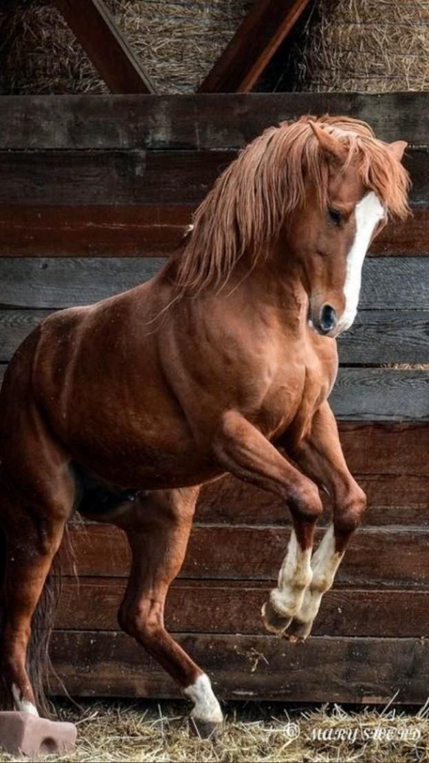 découvrez les chevaux les plus beaux et impressionnants, leur beauté unique et leur puissance captivante qui fascinent les passionnés d'équitation.