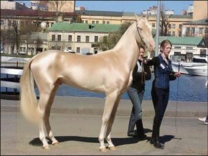 découvrez les chevaux les plus beaux et impressionnants, véritables merveilles de la nature alliant grâce et puissance.