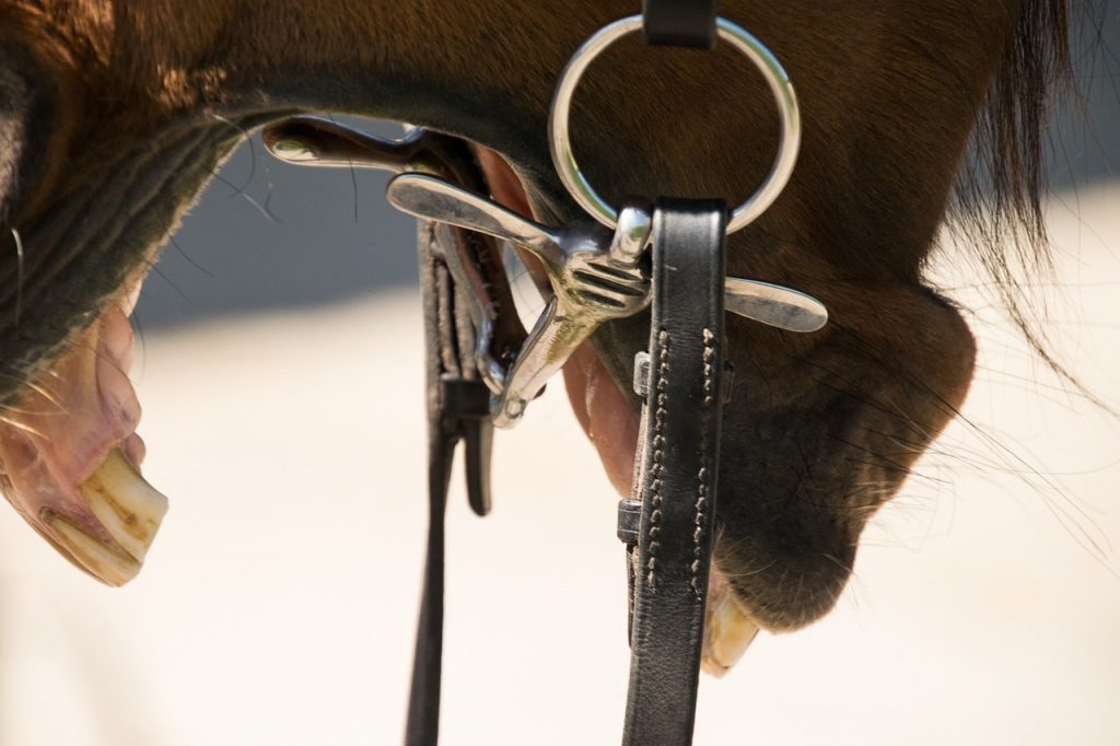 découvrez comment choisir un mors pour cheval alliant confort et efficacité, pour assurer le bien-être et la performance de votre cheval lors de vos séances d'équitation.