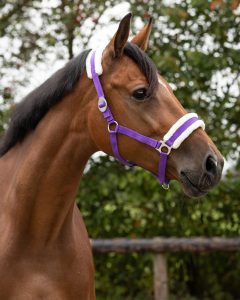 découvrez comment choisir le meilleur licol pour votre cheval : matériaux, tailles, conseils d'utilisation et sécurité. trouvez le licol adapté à vos besoins et au confort de votre cheval.