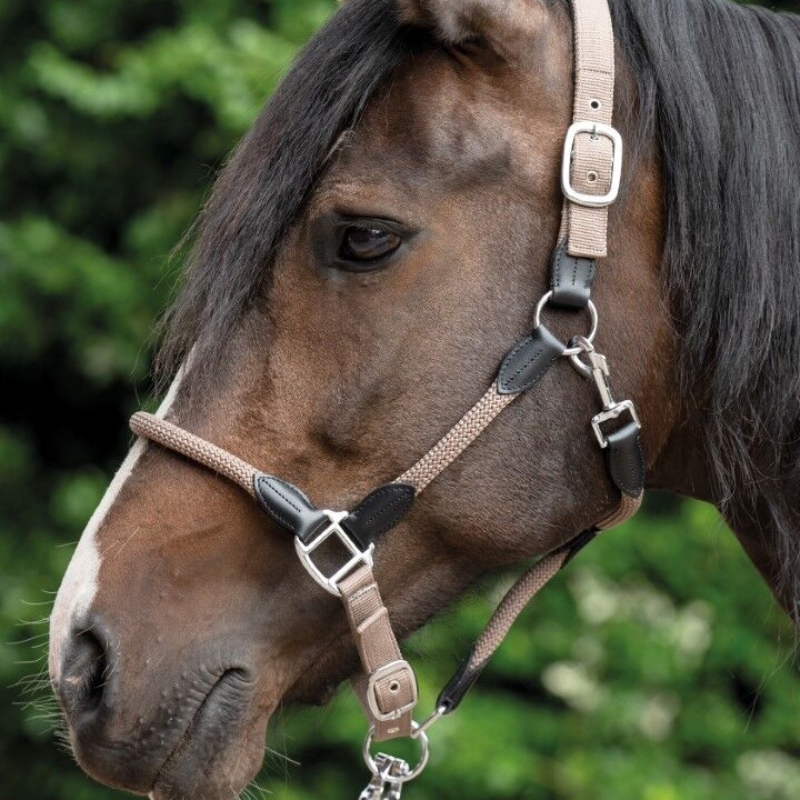 découvrez comment choisir le licol idéal pour votre cheval : conseils, matériaux, tailles et astuces pour assurer confort et sécurité à votre compagnon équin.