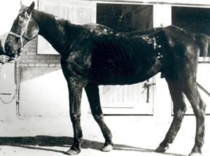 découvrez l'espérance de vie moyenne d'un cheval, les facteurs qui l'influencent et comment en prendre soin pour maximiser sa longévité.