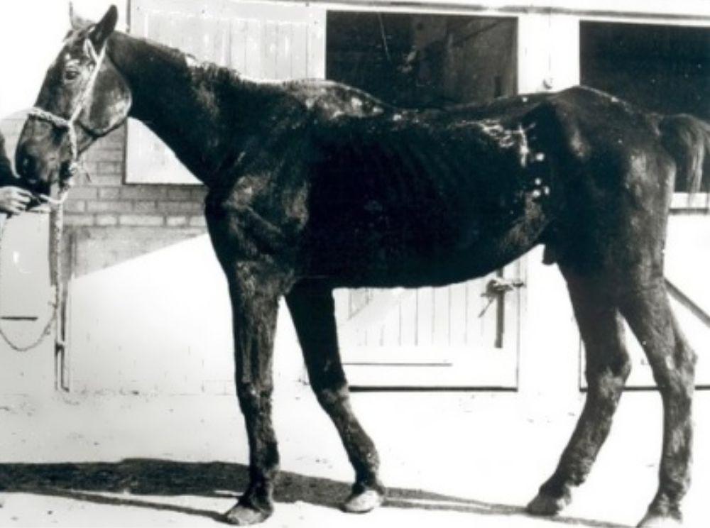découvrez l'espérance de vie moyenne d'un cheval, les facteurs qui l'influencent et comment en prendre soin pour maximiser sa longévité.