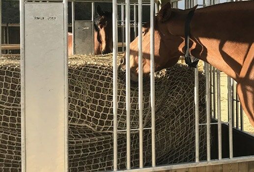 découvrez les usages et avantages du horse stop, une solution efficace pour le contrôle et la sécurité des chevaux.