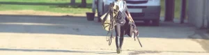 découvrez les avantages réservés aux licenciés ffe et comment adhérer facilement pour profiter de tous les bénéfices offerts par la fédération française d'equitation.
