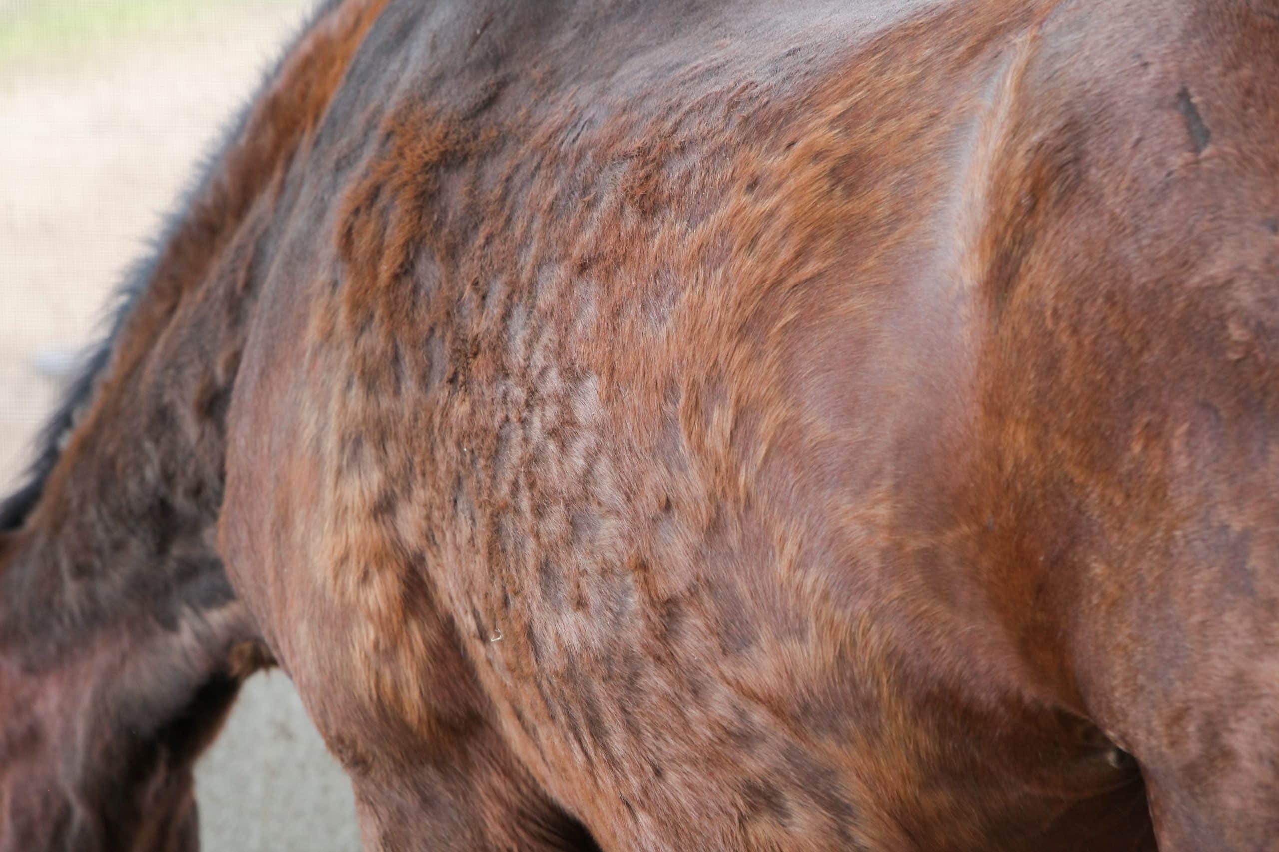 découvrez tout ce qu'il faut savoir sur la maladie de cushing chez le cheval : symptômes, causes, diagnostic et traitements pour assurer la santé de votre équidé.