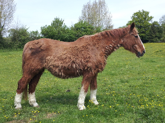 découvrez tout sur la maladie de cushing chez le cheval : symptômes, causes, diagnostic et traitements pour assurer la santé et le bien-être de votre équidé.
