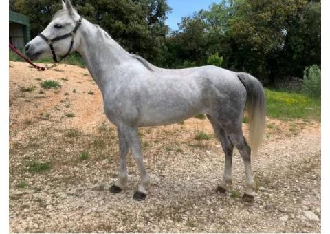 découvrez nos conseils pratiques et tout ce qu'il faut savoir sur le coût des mini chevaux pour bien vous préparer à leur adoption.