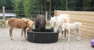 découvrez nos conseils pratiques pour adopter et prendre soin des mini chevaux, ainsi qu'une estimation des coûts liés à leur entretien.