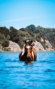 découvrez les origines, les caractéristiques uniques et les conseils d'élevage du paint horse, un cheval polyvalent et coloré apprécié des passionnés.