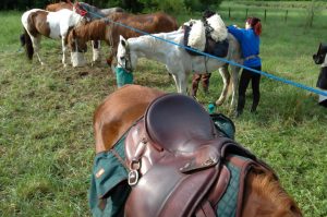 découvrez nos astuces pour photographier les chevaux avec succès : conseils pratiques, réglages de l'appareil et techniques pour capturer leur beauté et leur mouvement.