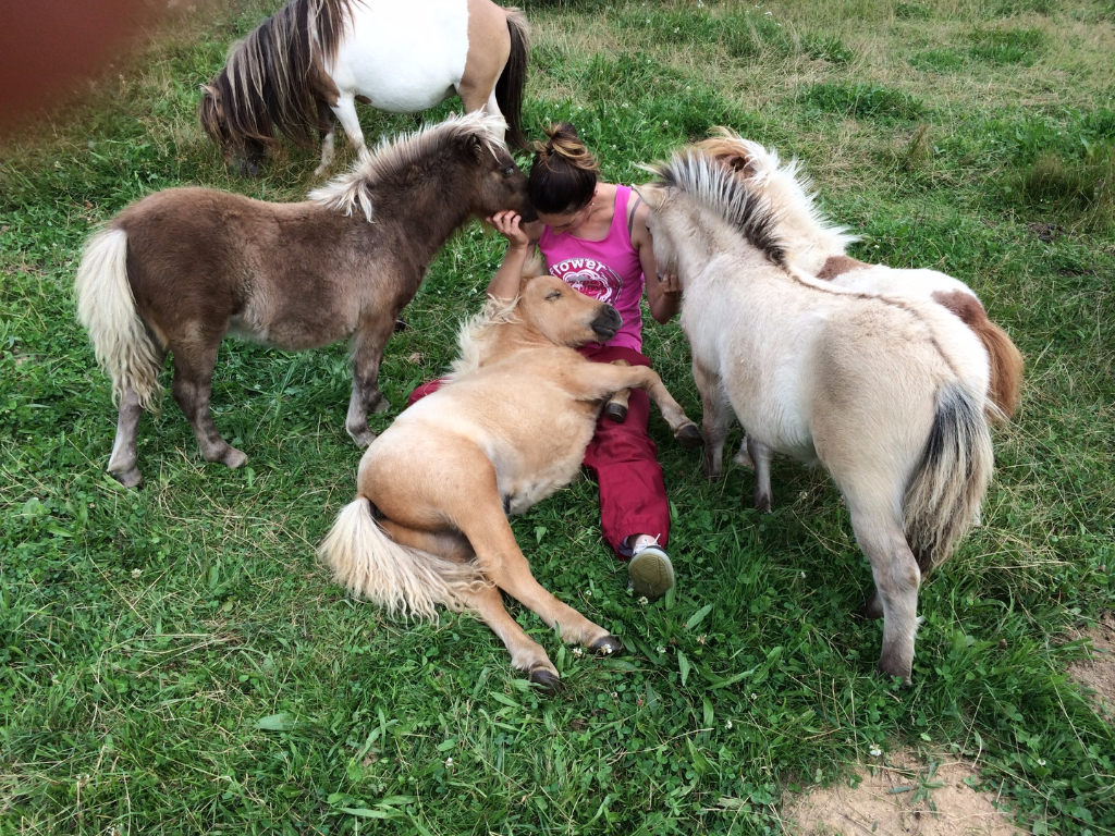 découvrez tout ce qu'il faut savoir sur le poney shetland : caractéristiques, conseils d'élevage et d'entretien, utilisation pour enfants et adultes, prix et origines de cette race de poney robuste et attachante.