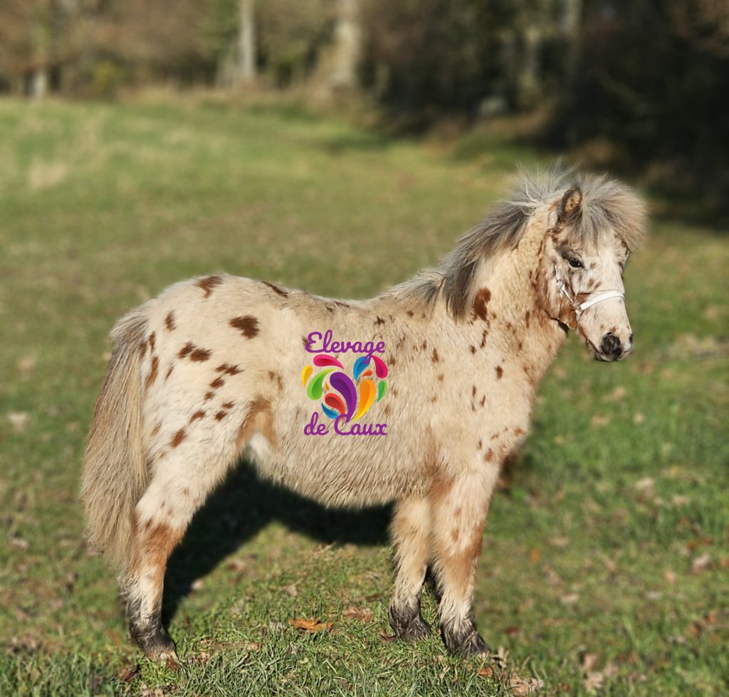 découvrez tout sur le poney shetland : origine, caractéristiques, conseils d’élevage et d’entretien pour ce petit cheval robuste, idéal pour les enfants et l’équitation de loisir.