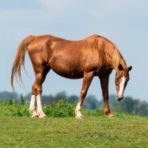 découvrez les différentes races de chevaux, leurs origines historiques et leurs usages variés dans le monde équestre.