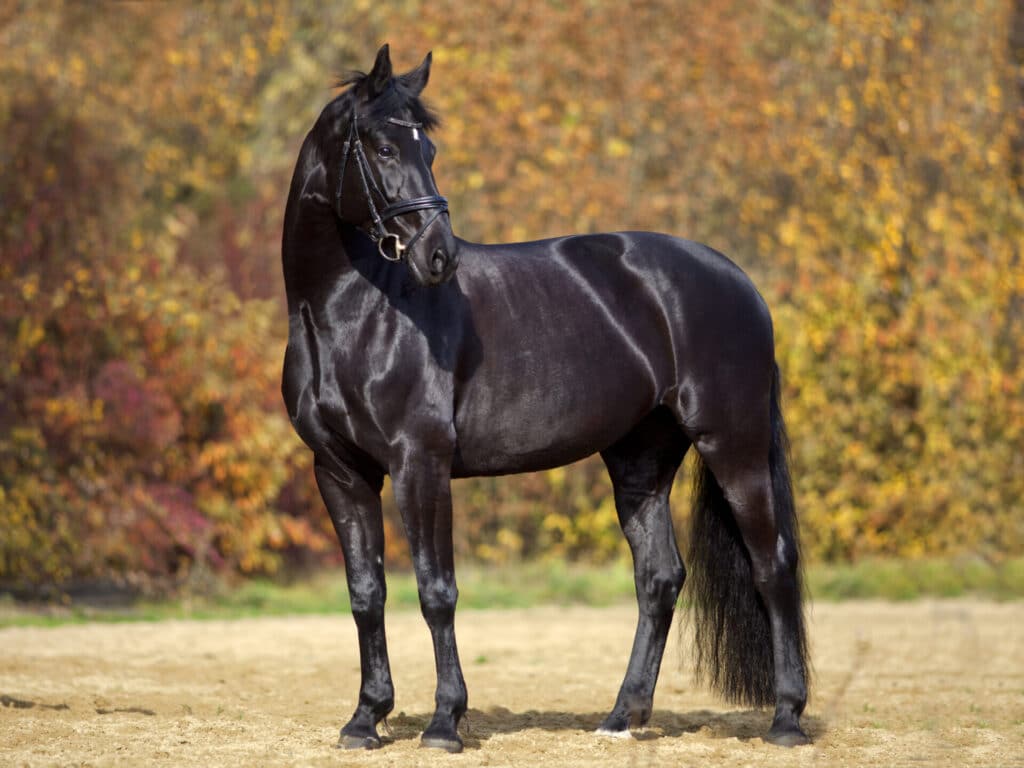 découvrez tout sur la robe cheval : explications détaillées des différentes couleurs et variations pour mieux comprendre cette caractéristique essentielle des chevaux.