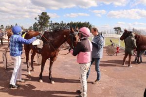 découvrez notre sélection exclusive de chevaux de course à vendre, parfaits pour les passionnés et professionnels. qualité, performance et pedigree garantis.