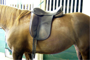 découvrez comment choisir la sangle idéale pour la selle de votre cheval, alliant confort et sécurité pour une expérience équestre optimale.