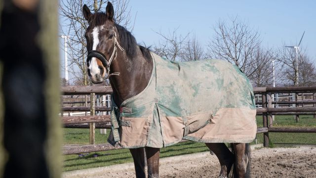 découvrez comment choisir le séchoir idéal pour chevaux, alliant efficacité, sécurité et confort pour le bien-être de votre animal.