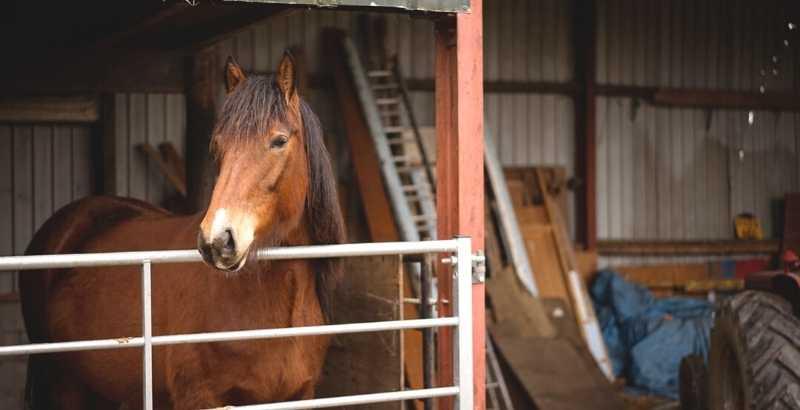 découvrez les signes de la colique chez le cheval et apprenez comment agir rapidement pour soulager votre animal et prévenir les complications.