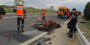 accident entre un véhicule et des chevaux sur la rn24 à languidic, provoquant une fermeture partielle de la ferme. suivez les infos et déviations en cours.