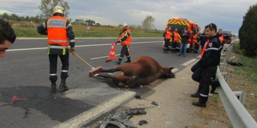 accident entre un véhicule et des chevaux sur la rn24 à languidic, provoquant une fermeture partielle de la ferme. suivez les infos et déviations en cours.