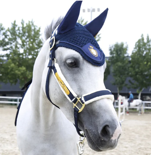 découvrez tout ce qu'il faut savoir sur le coût d'un cheval : achat, entretien, alimentation, soins et frais annexes pour bien estimer votre budget équestre.