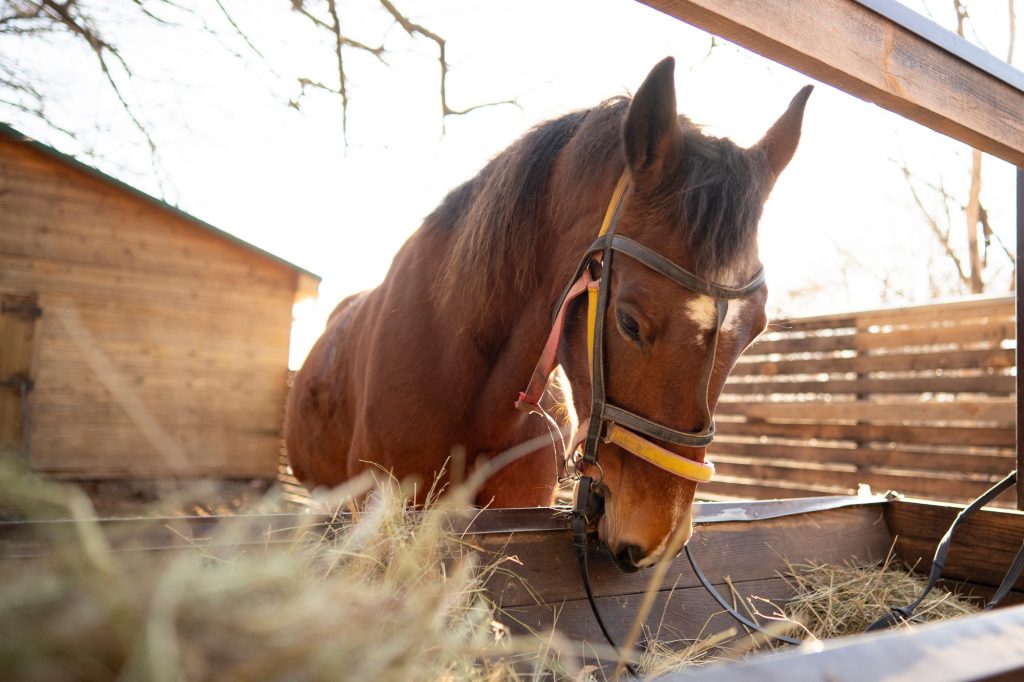 découvrez le coût moyen d'entretien d'un cheval, incluant l'achat, la nourriture, les soins vétérinaires et l'équipement nécessaire.