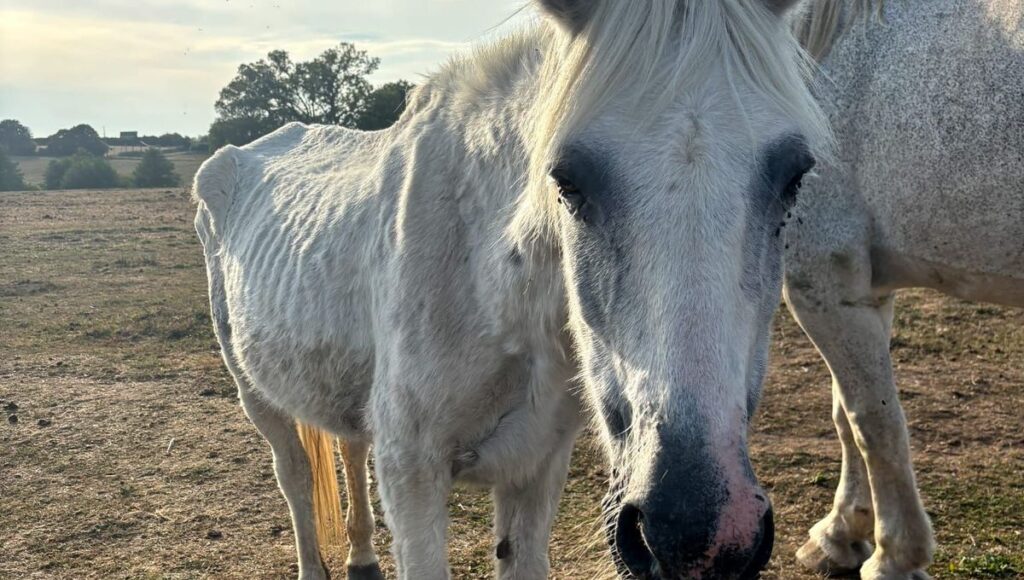 découvrez notre écurie de voltige dédiée au sauvetage des chevaux abandonnés, alliant passion, soin et réhabilitation pour offrir une seconde chance à ces animaux.